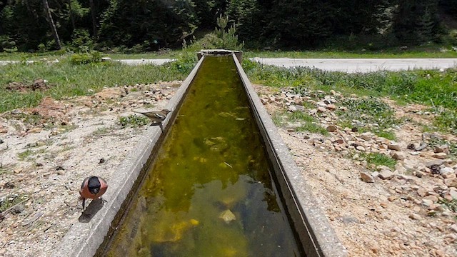 Эгэл зана - ML636537243