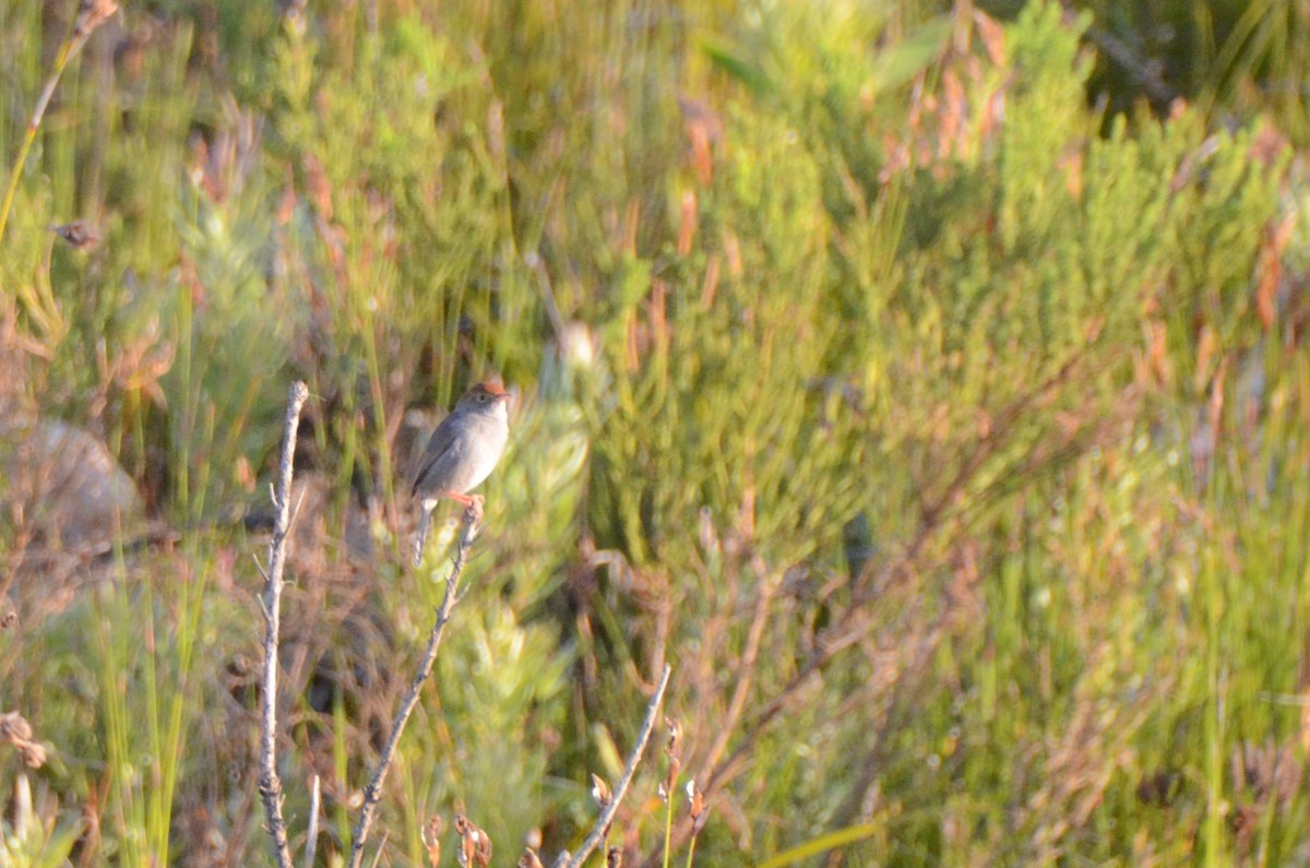 Piping Cisticola - ML636537252