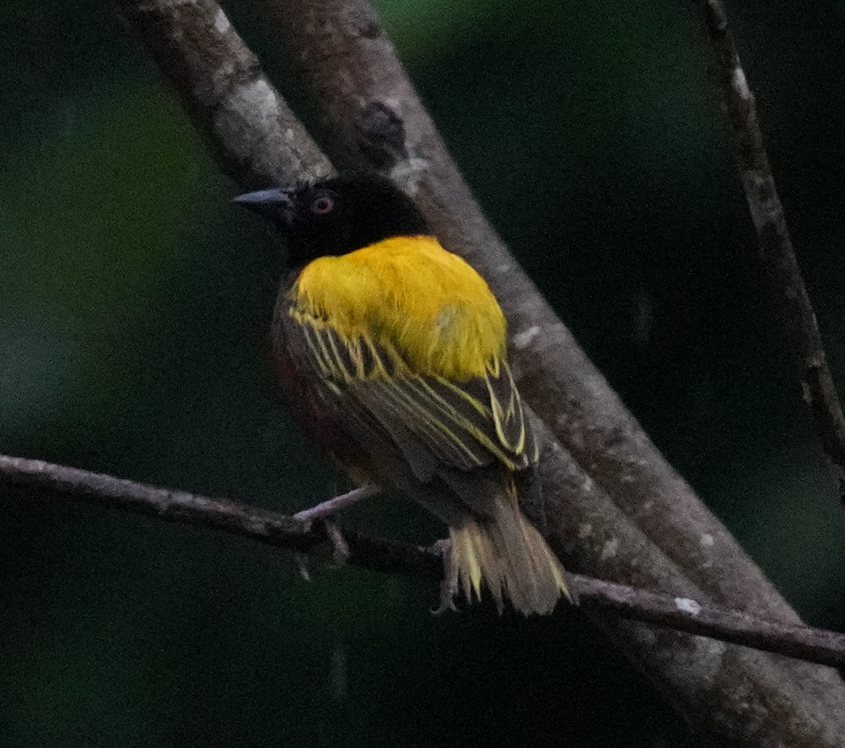Golden-backed Weaver - ML636537302