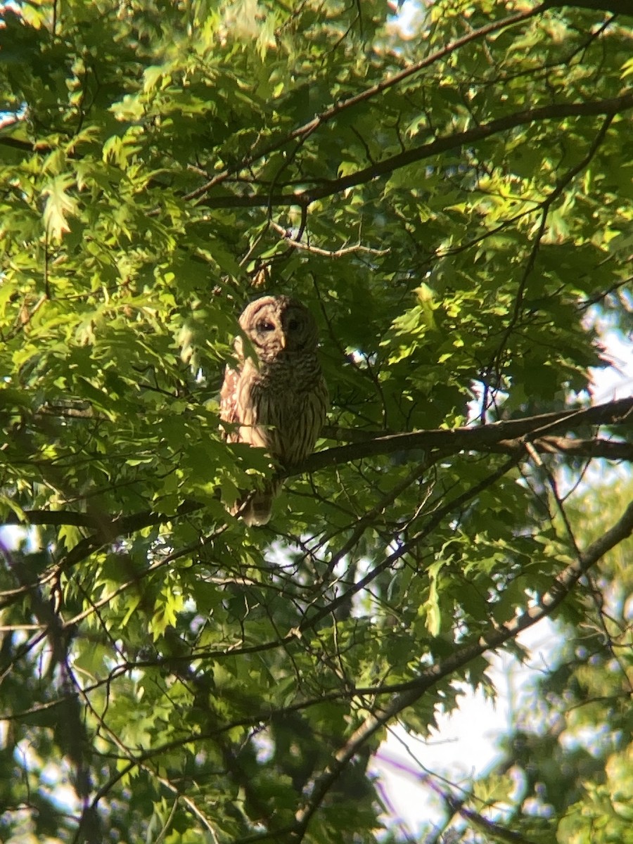 Barred Owl - ML636537312