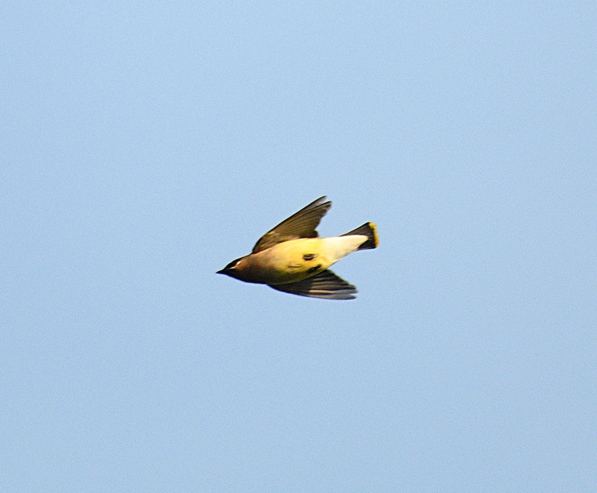 Cedar Waxwing - ML636537332