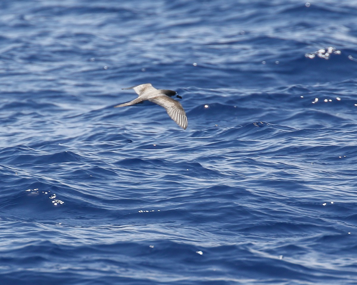 Hawaiian Petrel - ML636537366