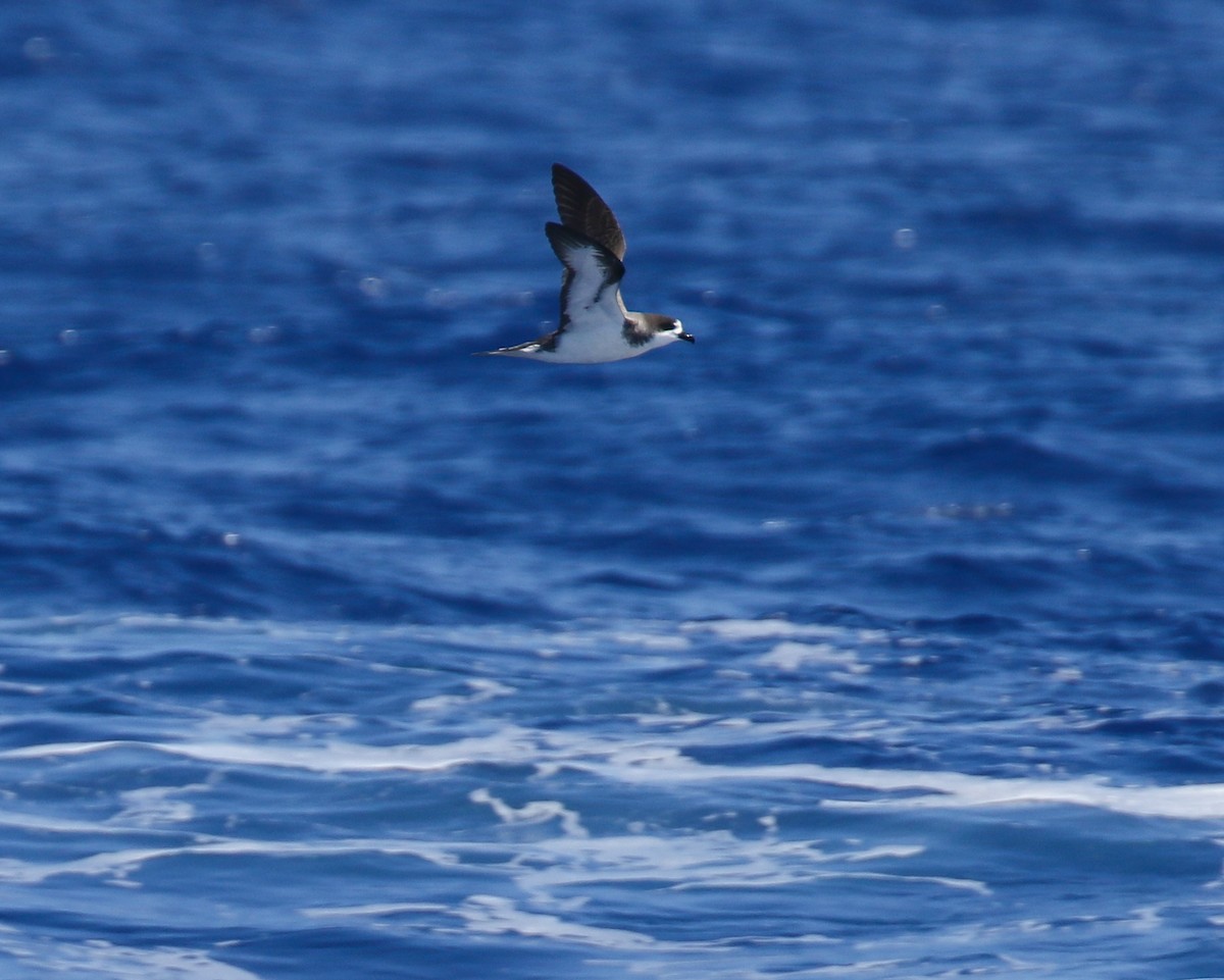 Hawaiian Petrel - ML636537367