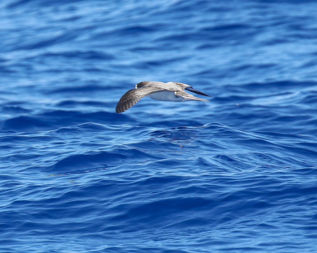 Hawaiian Petrel - ML636537368