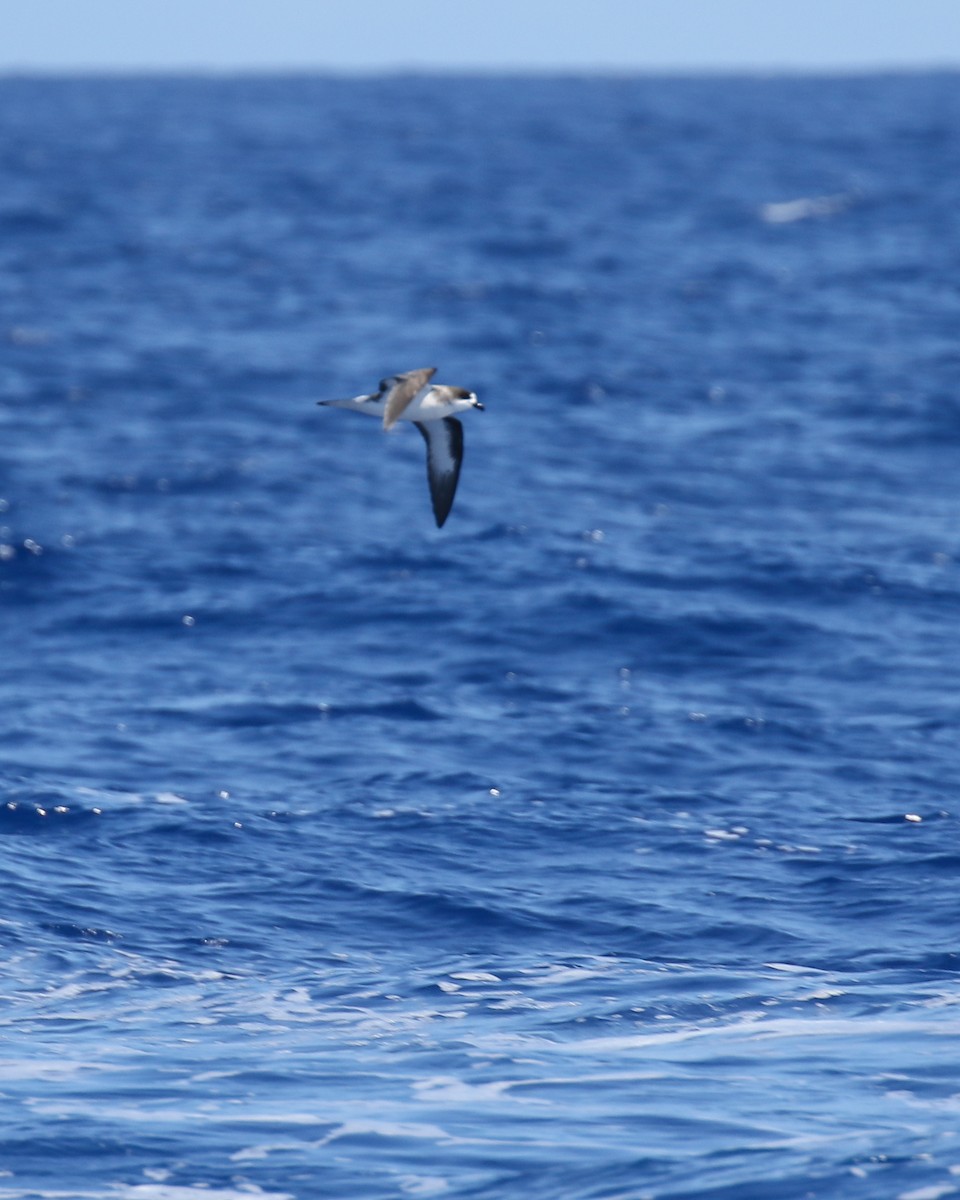 Hawaiian Petrel - ML636537369