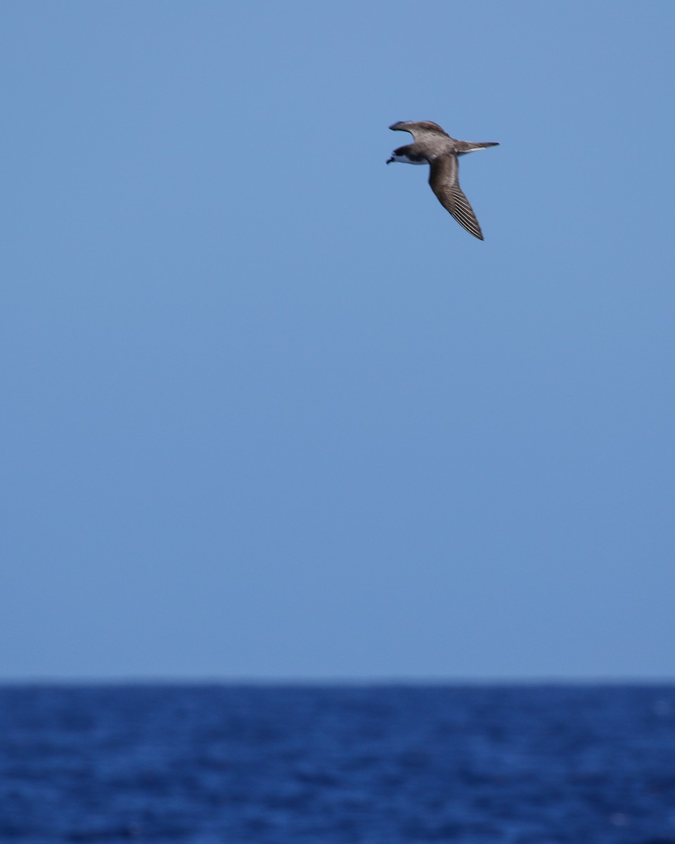 Hawaiian Petrel - ML636537370