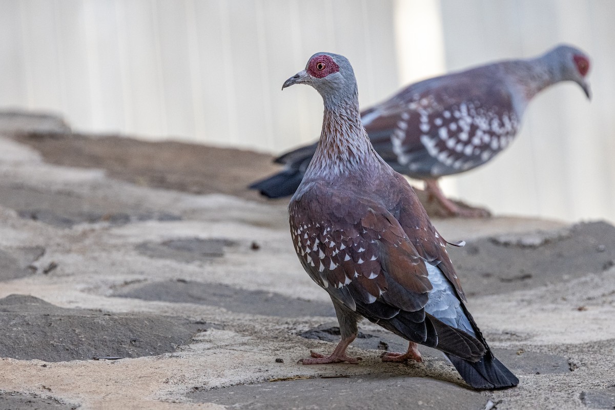 Speckled Pigeon - ML636537580