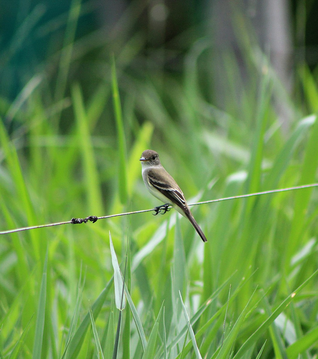 Alder Flycatcher - ML636537745