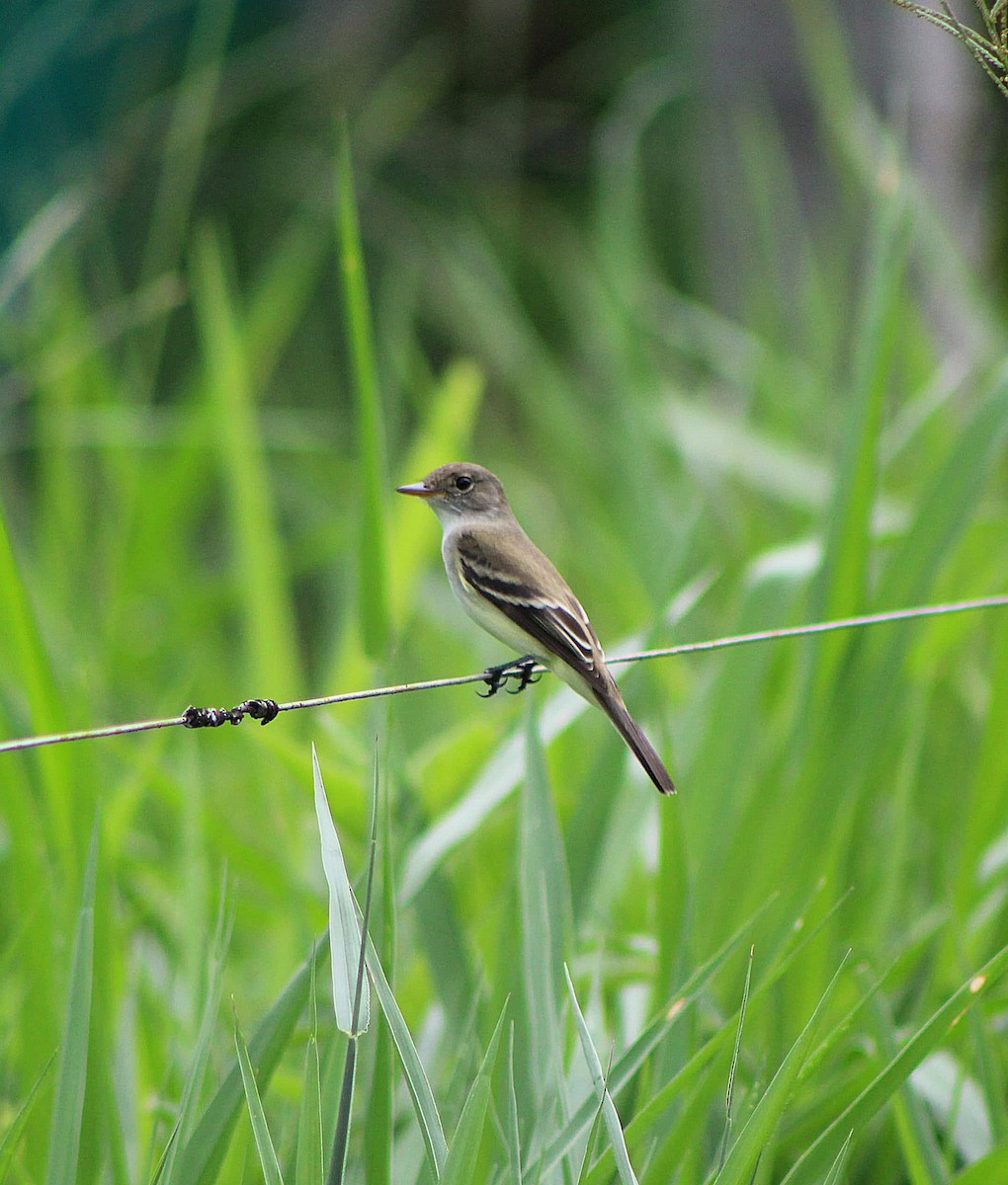 Alder Flycatcher - ML636537746