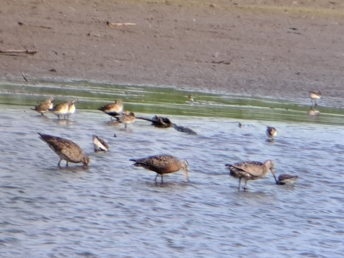 Hudsonian Godwit - ML636537748