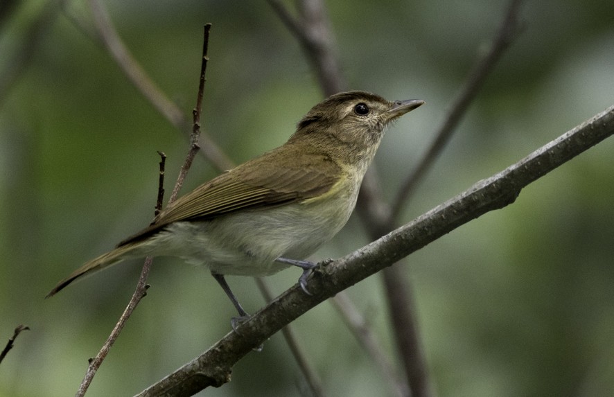 Braunkappenvireo - ML636537924