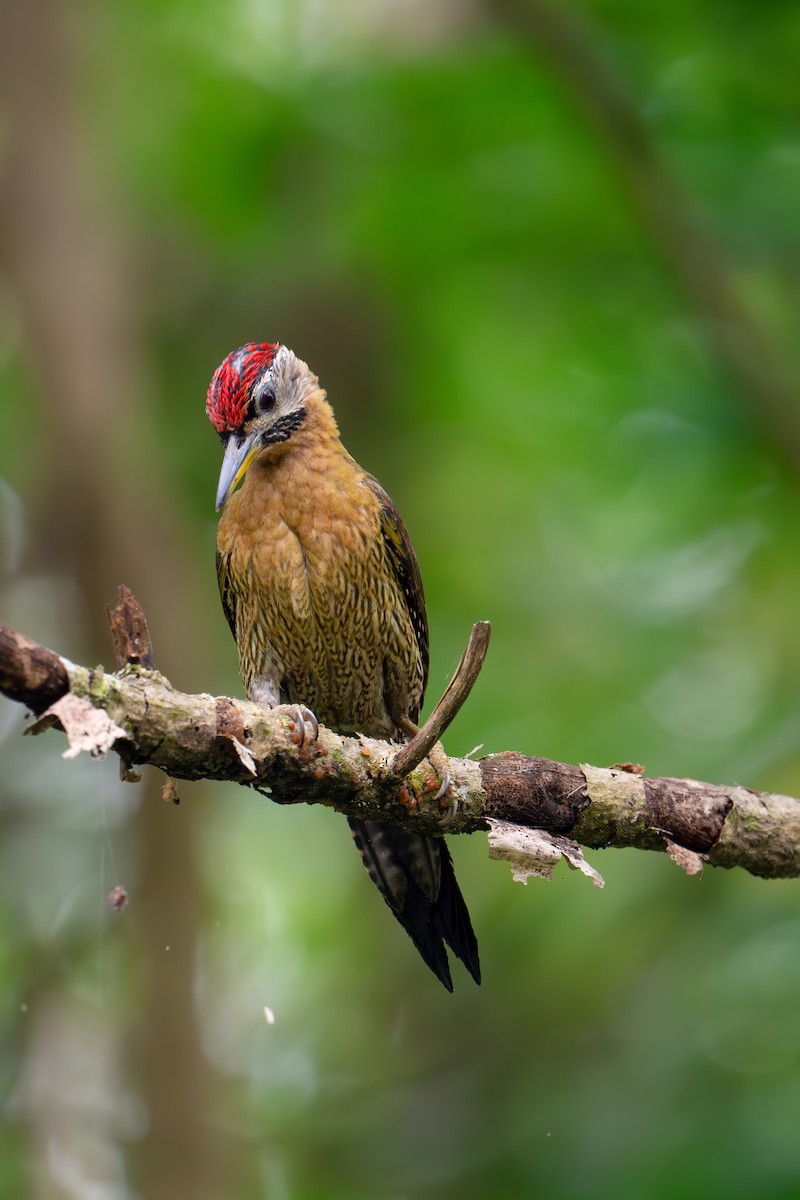 Laced Woodpecker - ML636537959