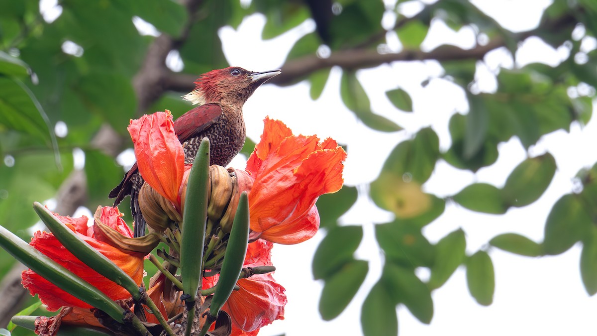 Banded Woodpecker - ML636537964
