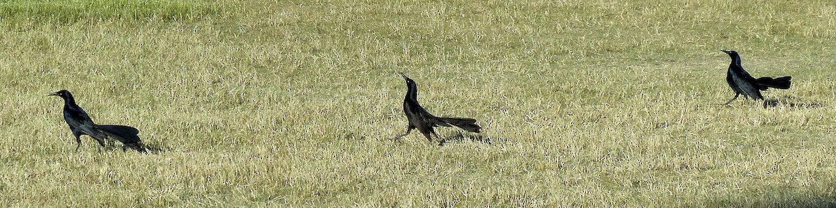 Great-tailed Grackle - ML636538099