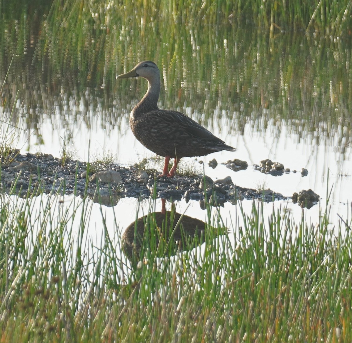 Mottled Duck - ML636538179
