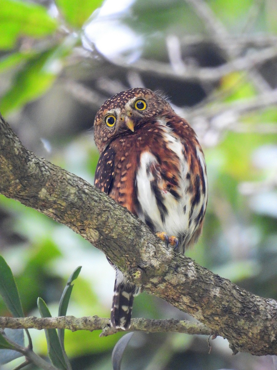 Costa Rican Pygmy-Owl - ML636538250