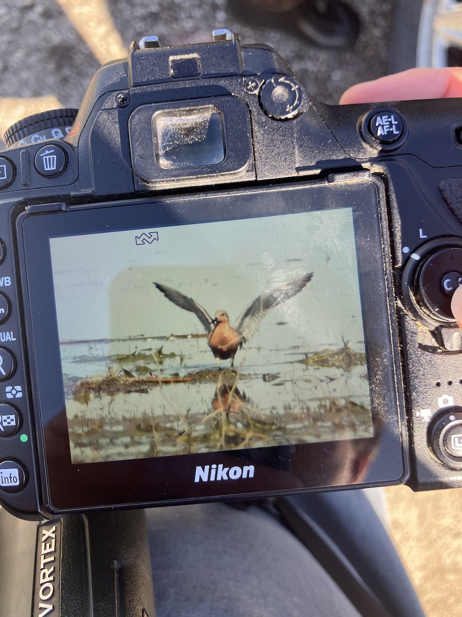 Piovanello maggiore - ML636538265