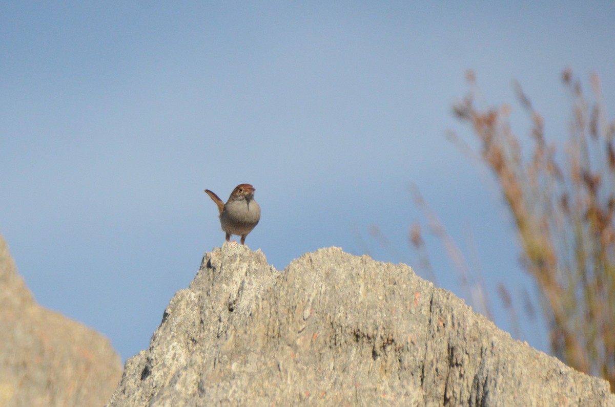 Piping Cisticola - ML636538490