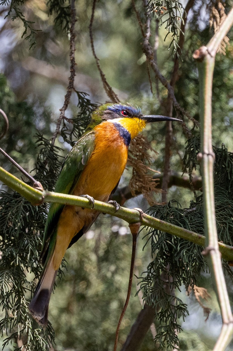 Ethiopian Bee-eater - ML636538599