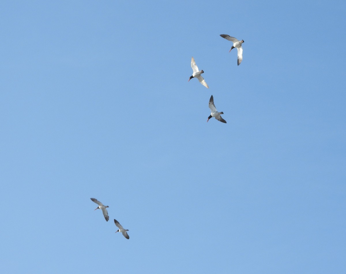 American Oystercatcher - ML636538793