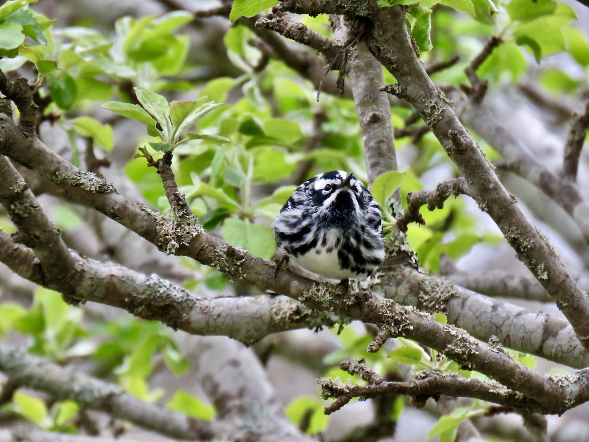 lesňáček černobílý - ML636538815