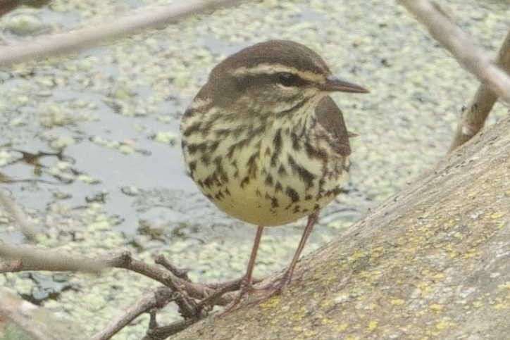 Northern Waterthrush - ML636538833