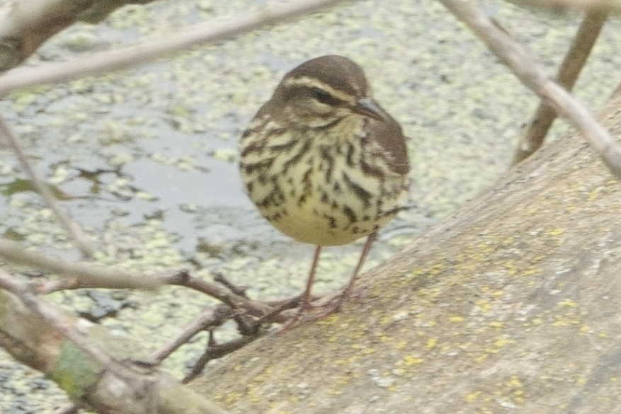 Northern Waterthrush - ML636538834