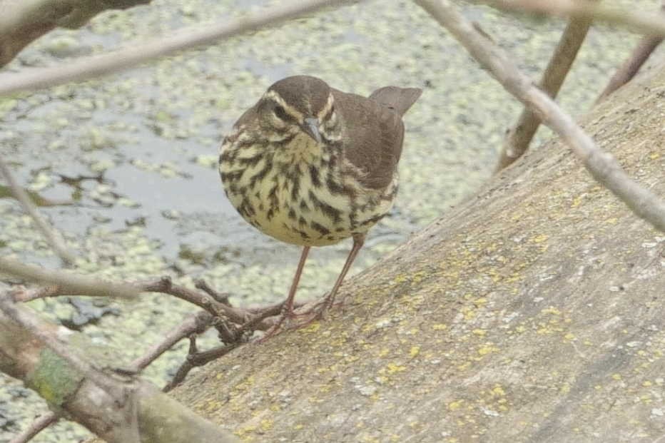 Northern Waterthrush - ML636538835