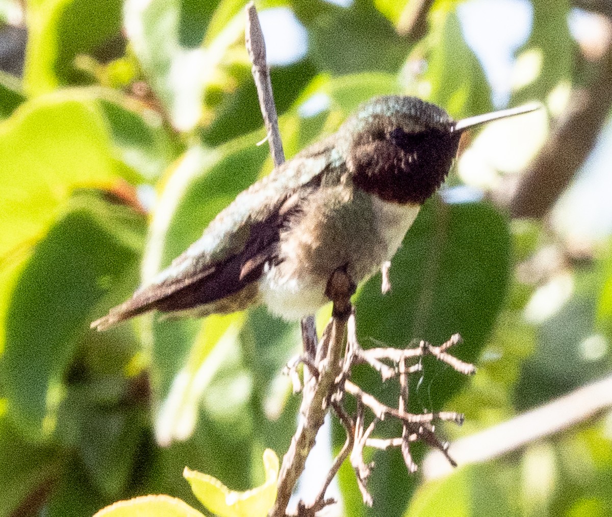 Ruby-throated Hummingbird - ML636538909