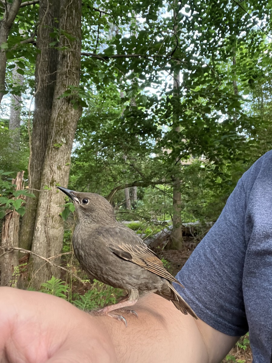 European Starling - ML636538939