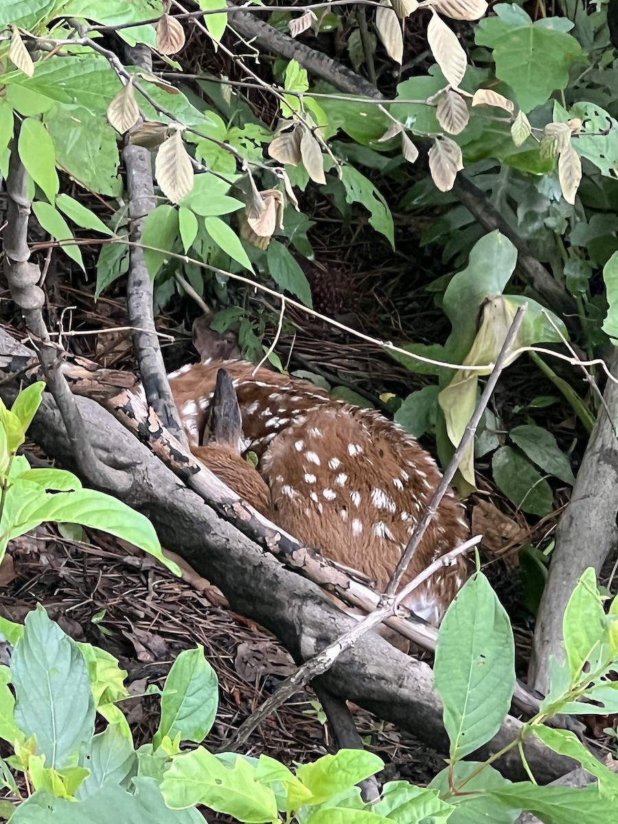 Animals - ML636538960