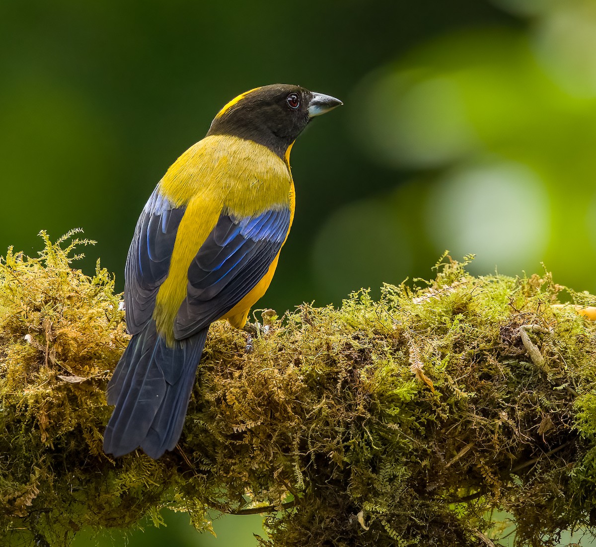 Black-chinned Mountain Tanager - ML636539106