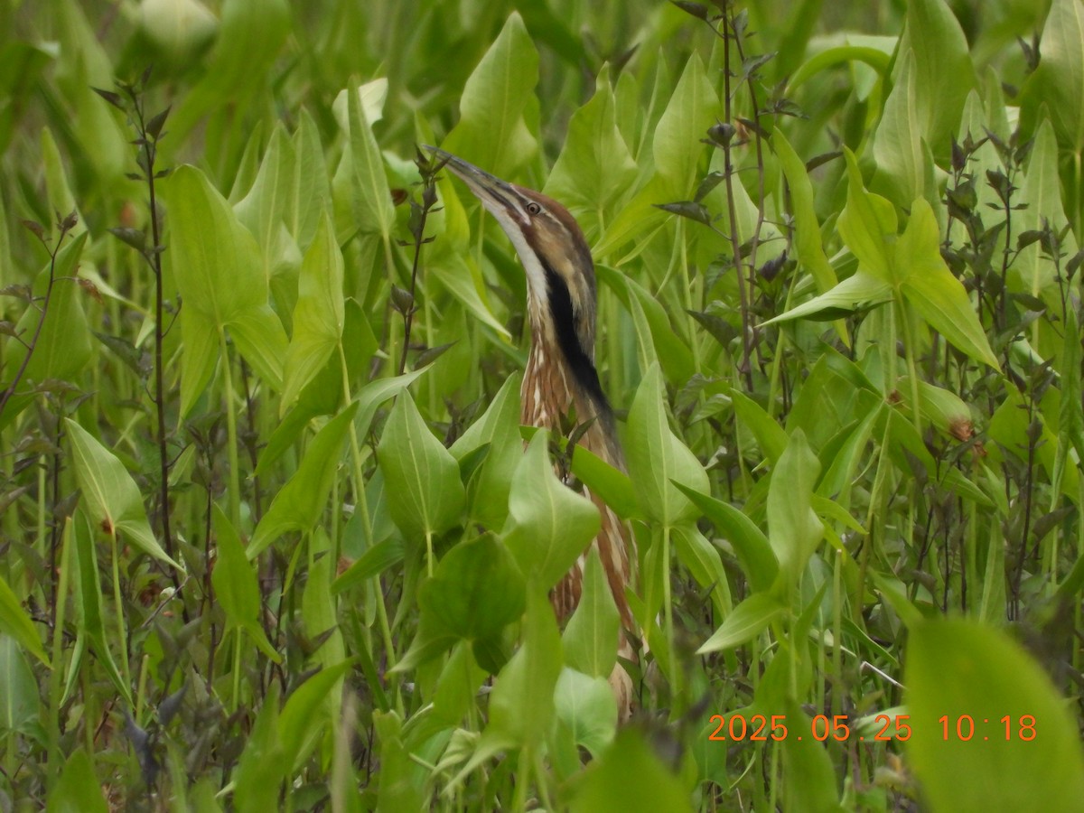 アメリカサンカノゴイ - ML636539156