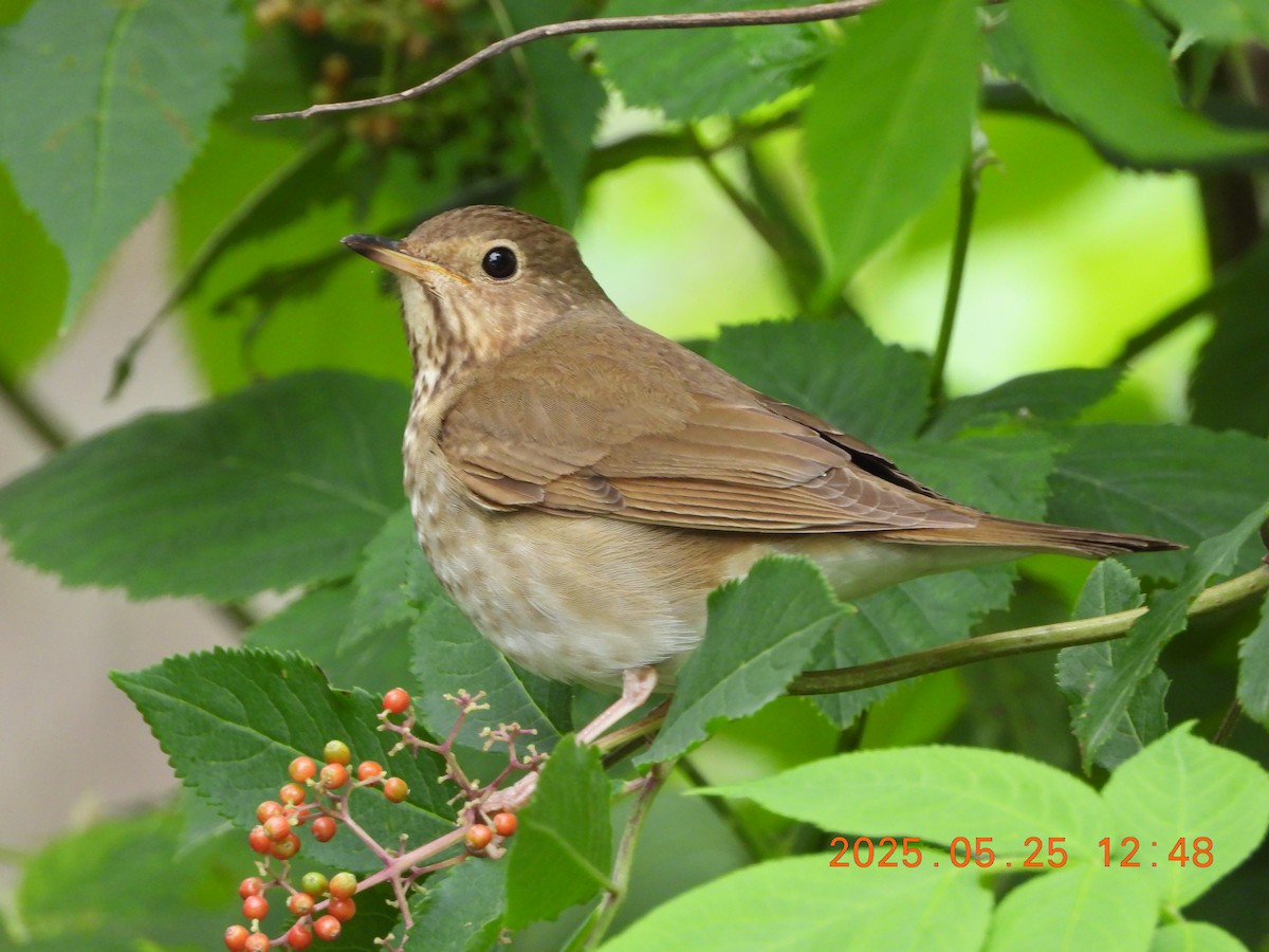 チャイロコツグミ - ML636539262