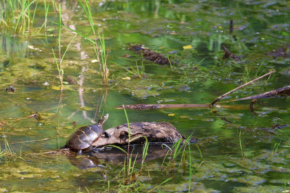 Painted Turtle - ML636539365