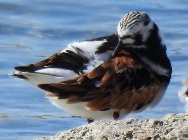 kamenáček pestrý - ML636539374