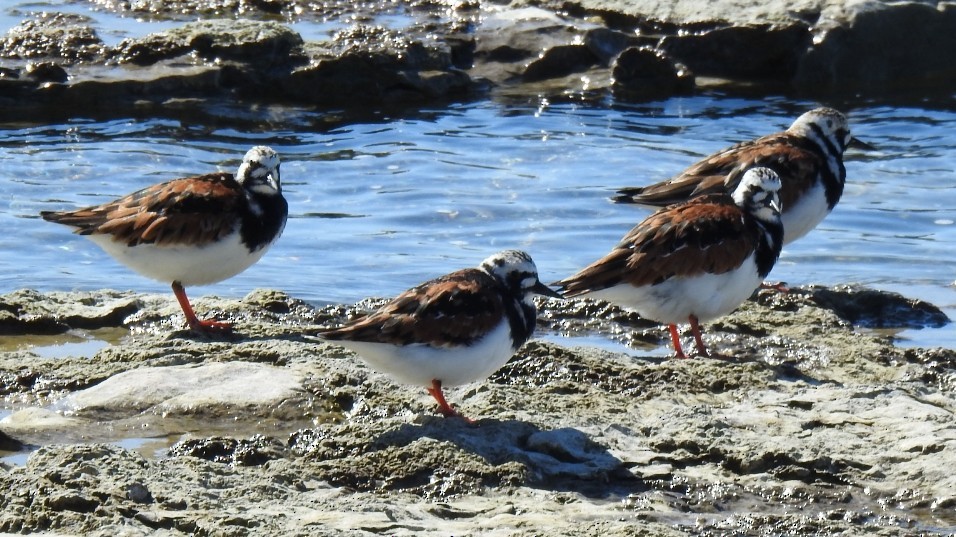 kamenáček pestrý - ML636539378