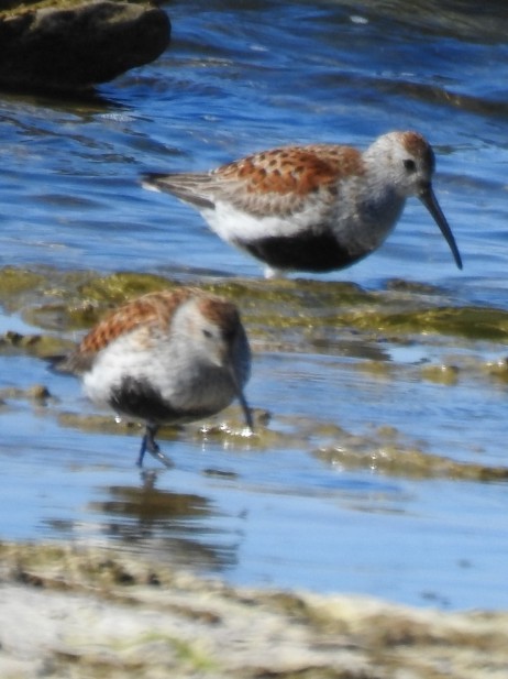 jespák obecný - ML636539392