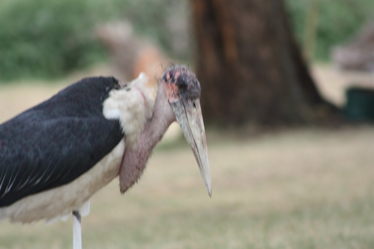 Marabou Stork - ML636539440