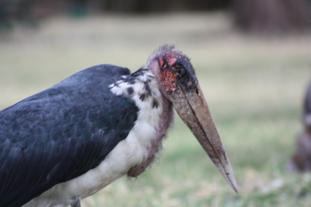 Marabou Stork - ML636539441