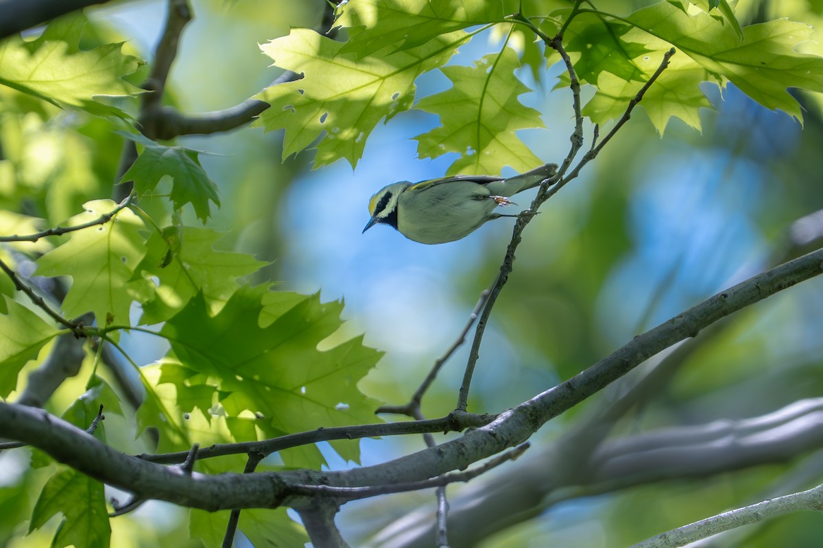 Golden-winged Warbler - ML636539501