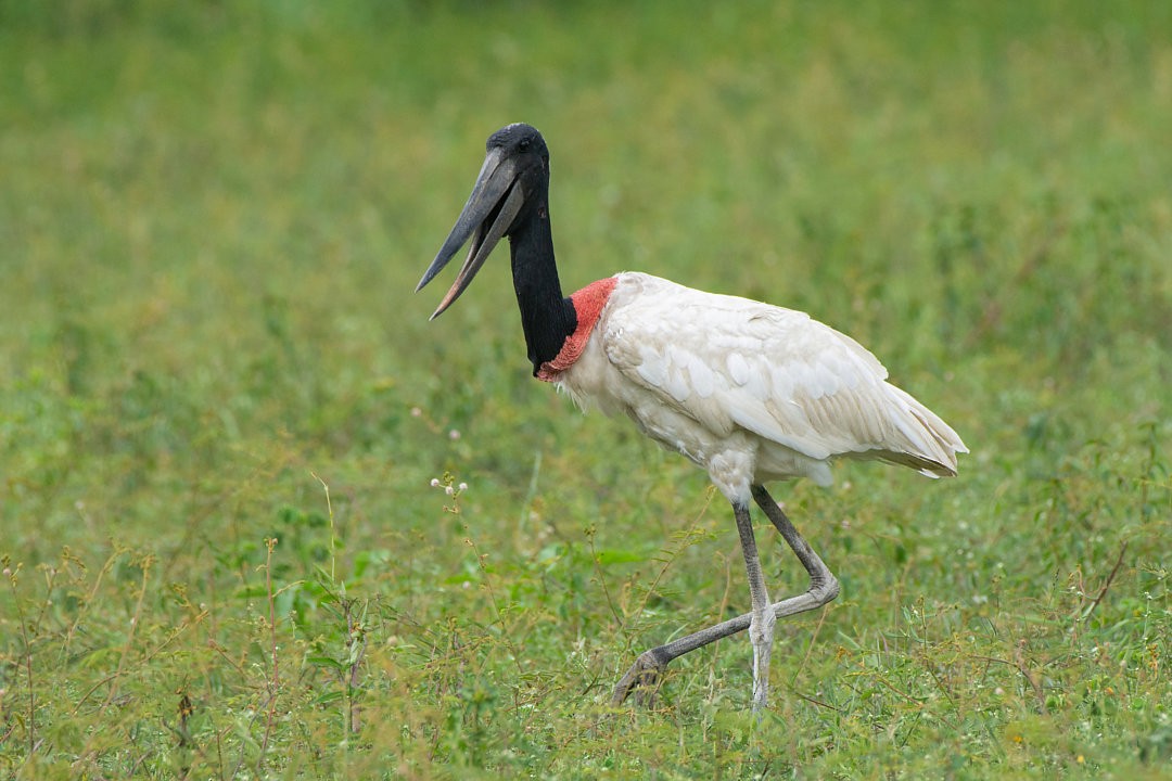 Jabiru - ML636539578