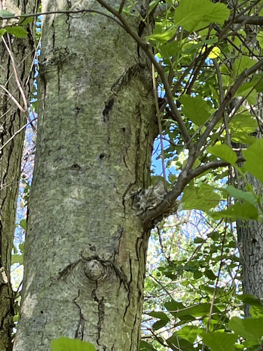 lesňáček lejsčí - ML636539637