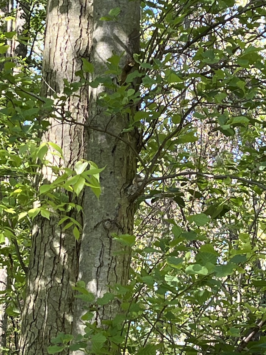 lesňáček lejsčí - ML636539638