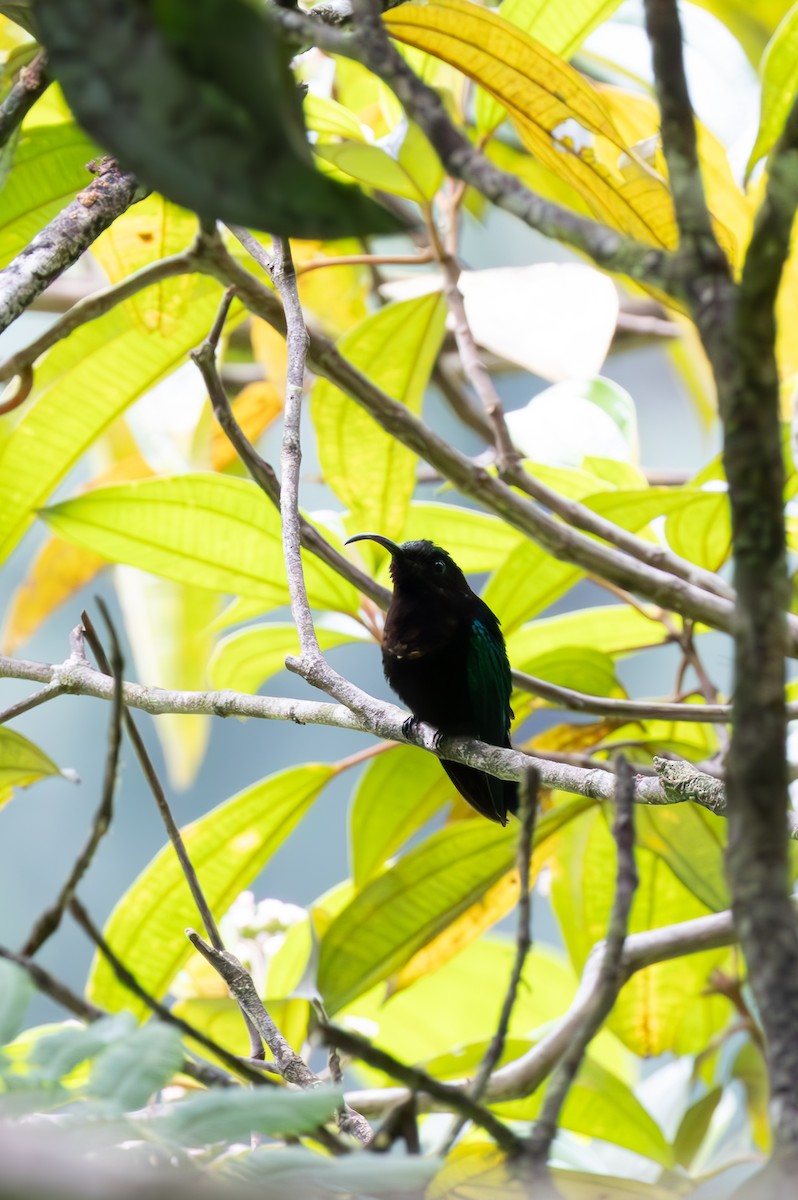 Green-throated Carib - ML636539678