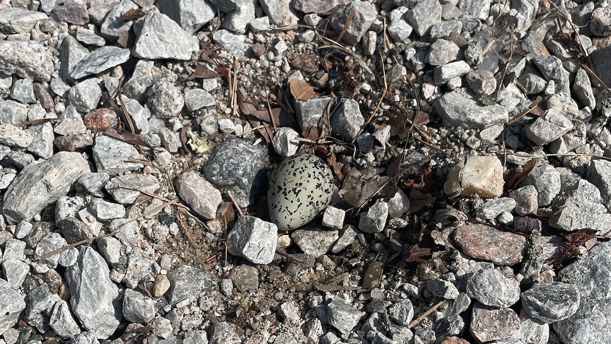 Killdeer - ML636539696