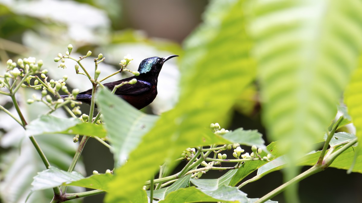 Van Hasselt's Sunbird - ML636539863