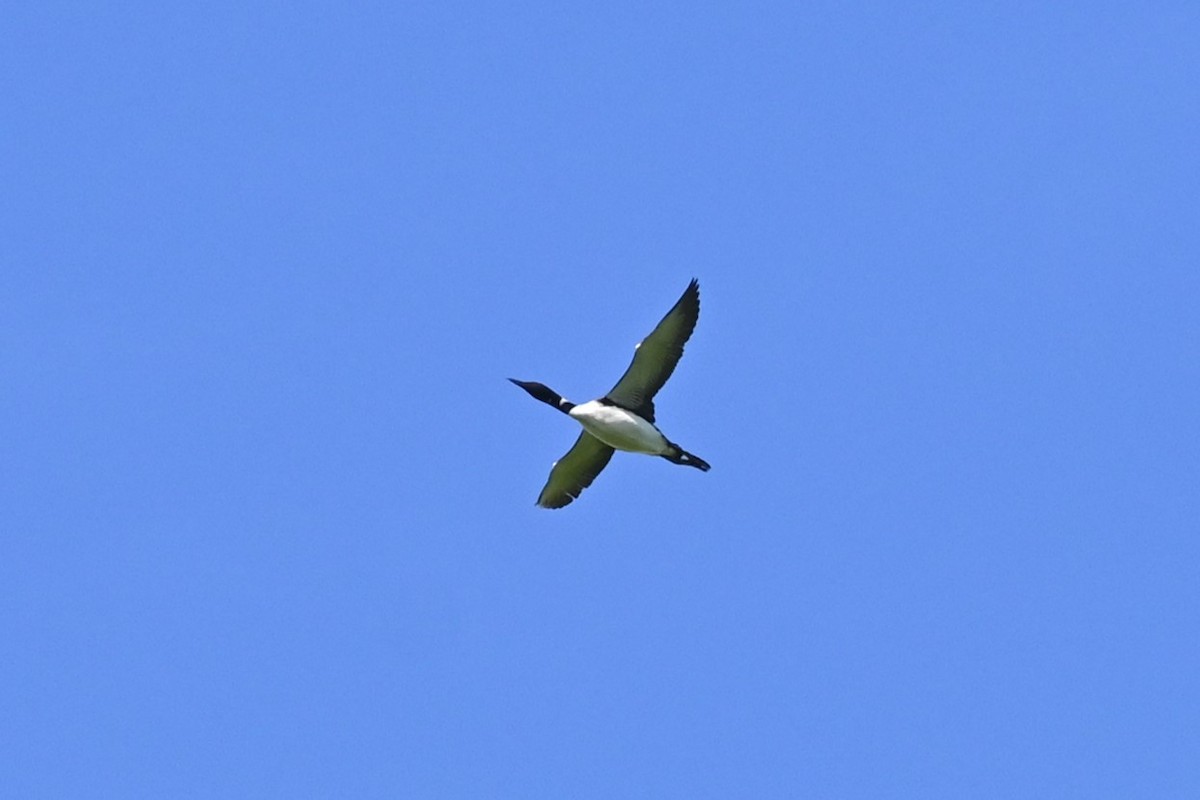 Common Loon - ML636539988