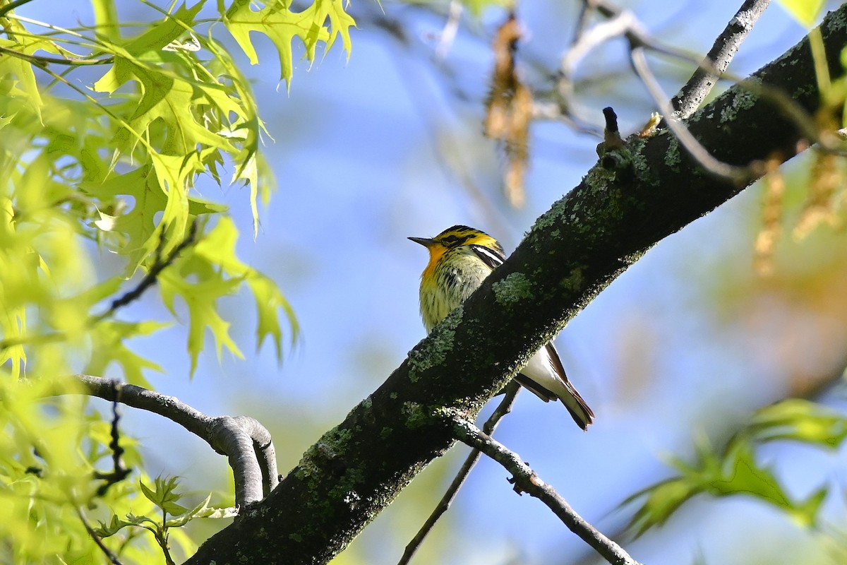 Blackburnian Warbler - ML636539998