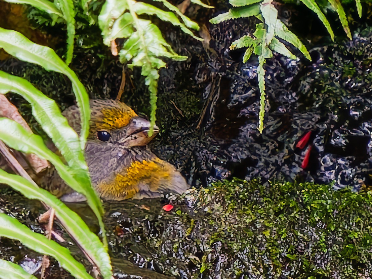 Crimson-browed Finch - ML636540105